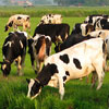 BlueStone Farms