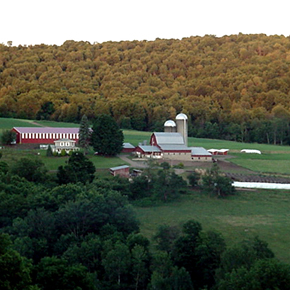 Cows