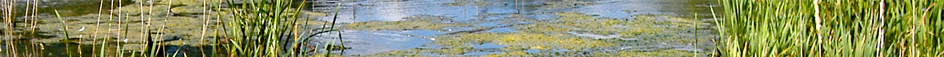 Wetland