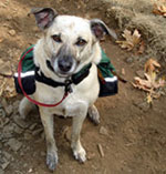 Dog wearing backpack