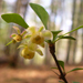 Small Blossom in Park