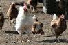 Thumbnail of Chickens