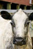 Thumbnail of a Cow