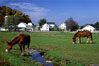Thumbnail of Mules