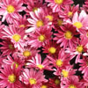 Aster