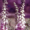 Foxglove