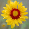 Blanket Flower