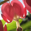 Bleeding Heart