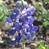 Blue Bonnet