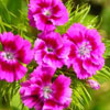 Carnation