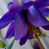 Blue Columbine