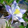 Columbine