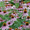 Coneflower