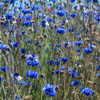 Cornflower