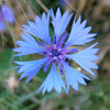Cornflower
