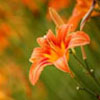 Daylily