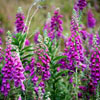 Foxglove