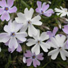 Garden Phlox