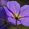 Purple Geranium