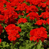 Geranium