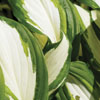 Hosta