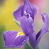 Iris