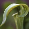 Jack-in-the-Pulpit