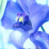 Larkspur