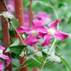 Blue Larkspur