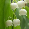 Lily of the Valley