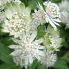 Masterwort