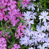 Creeping Phlox
