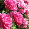 Peony