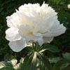 White Peony