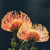 Pincushion Flower