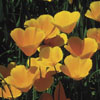 Poppy