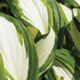 Hosta