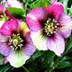 False Rose