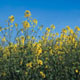 Ragwort