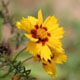 Tickseed