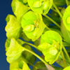 Spurge