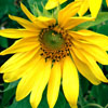 Sunflower Thumbnail