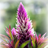 Pink Flower