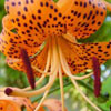 Tiger Lily
