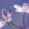 windflower