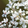 Yarrow
