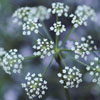 Yarrow