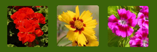 Gerianum, Tickseed, Carnation