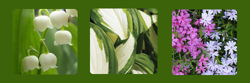 Lily of the Valley, Hosta, Creeping Phlox