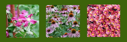 Larkspur, Coneflower, Aster